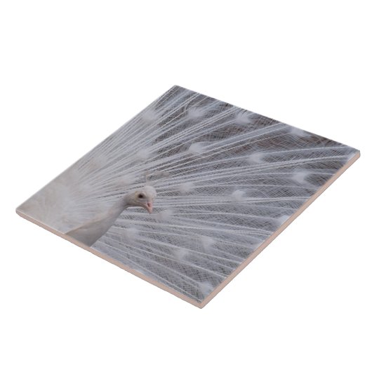 White Peacock Tegeltje (Zijkant)