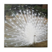 White Peacock Tegeltje (Voorkant)