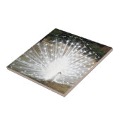 White Peacock Tegeltje (Zijkant)