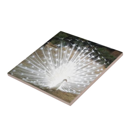 White Peacock Tegeltje (Zijkant)