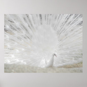 White Peacock, verbluffende foto Poster