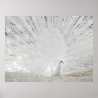White Peacock, verbluffende foto Poster