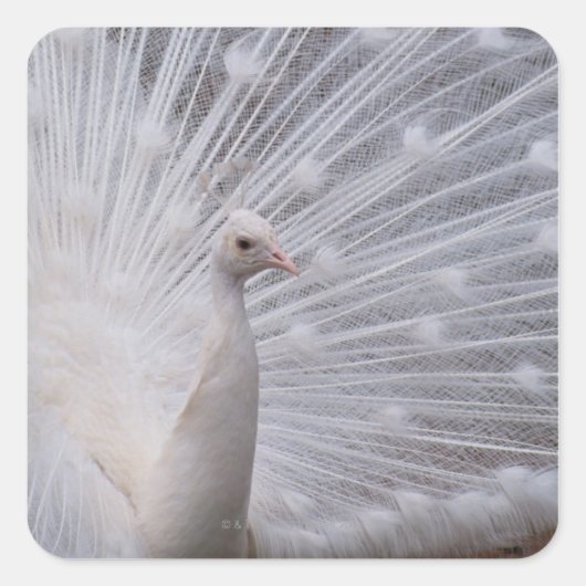 White Peacock Vierkante Sticker (Voorkant)