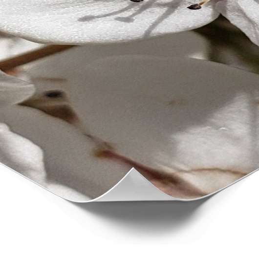 White Pear Blossom Photo Family Tree Poster (Hoek)