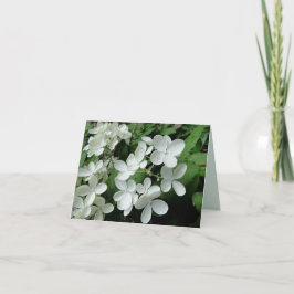 White Pee Gee Hydrangea Flowers Blank Note Card Kaart