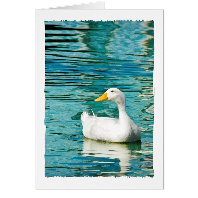 White Pekin Duck - Natuur Foto in Reflecties (Voorkant)