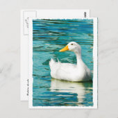 White Pekin Duck - Natuur Foto in Reflecties Briefkaart (Voorkant / Achterkant)