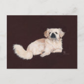 White Pekingese Dog Briefkaart (Voorkant)