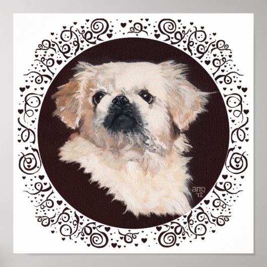 White Pekingese Head Studie Poster (Voorkant)