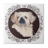 White Pekingese Head Studie Tegeltje (Voorkant)