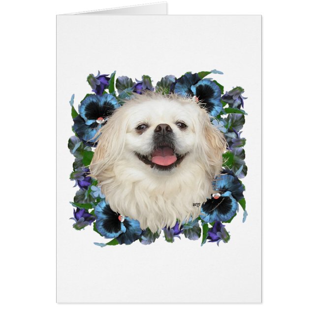 White Pekingese met Pansies (Voorkant)