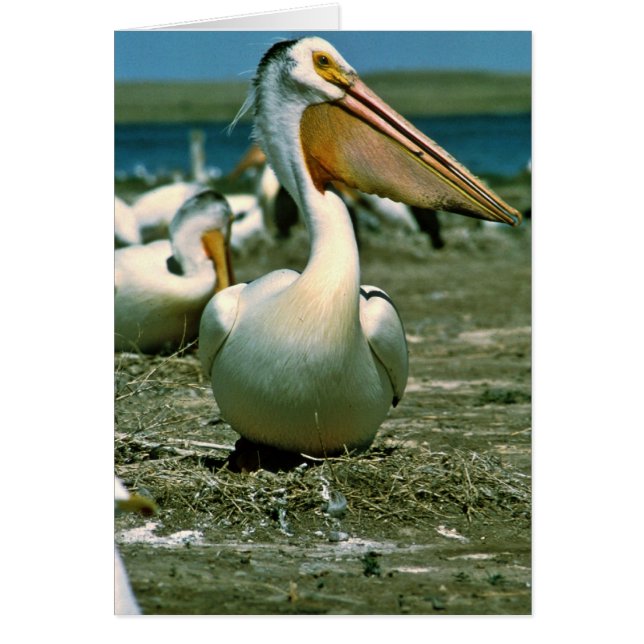 White Pelican (Voorkant)