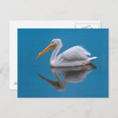 White Pelican Briefkaart (Voorkant / Achterkant)