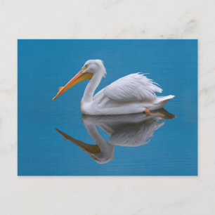 White Pelican Briefkaart