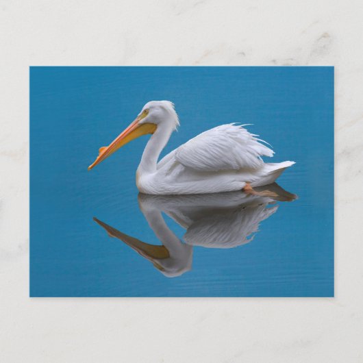 White Pelican Briefkaart (Voorkant)