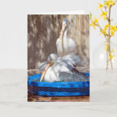 white pelican in pool kaart (Gele Bloem)