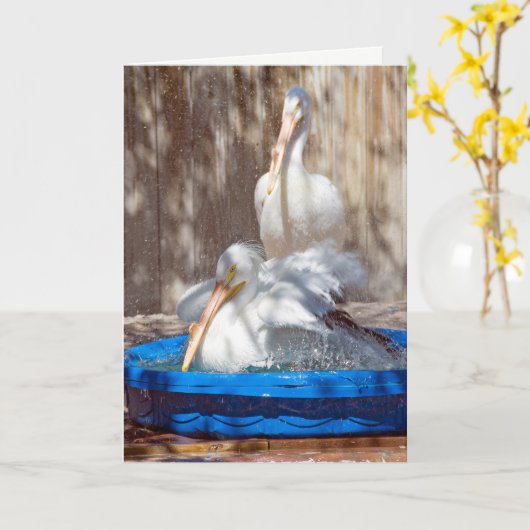 white pelican in pool kaart (Gele Bloem)