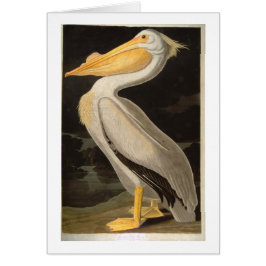 White Pelican, John James Audubon