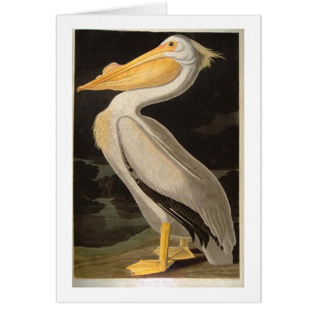 White Pelican, John James Audubon (Voorkant)