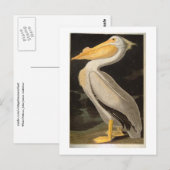 White Pelican, John James Audubon Briefkaart (Voorkant / Achterkant)