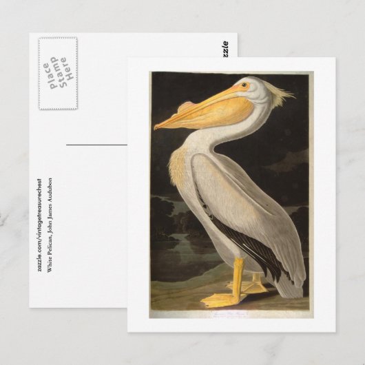 White Pelican, John James Audubon Briefkaart (Voorkant / Achterkant)