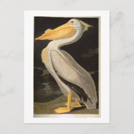 White Pelican, John James Audubon Briefkaart
