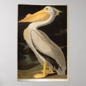White Pelican, John James Audubon Poster (Voorkant)
