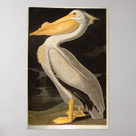 White Pelican, John James Audubon Poster (Voorkant)