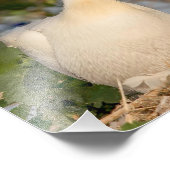 White Pelican met Baby fotografie Print Foto Afdruk (Hoek)