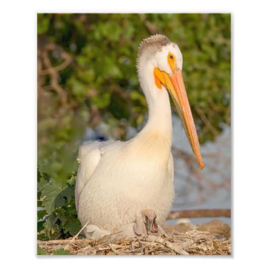 White Pelican met Baby fotografie Print Foto Afdruk (Voorkant)