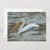 White Pelican on Muddy River Briefkaart (Voorkant / Achterkant)