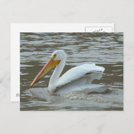 White Pelican on Muddy River Briefkaart (Voorkant / Achterkant)