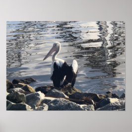 White Pelican Poster