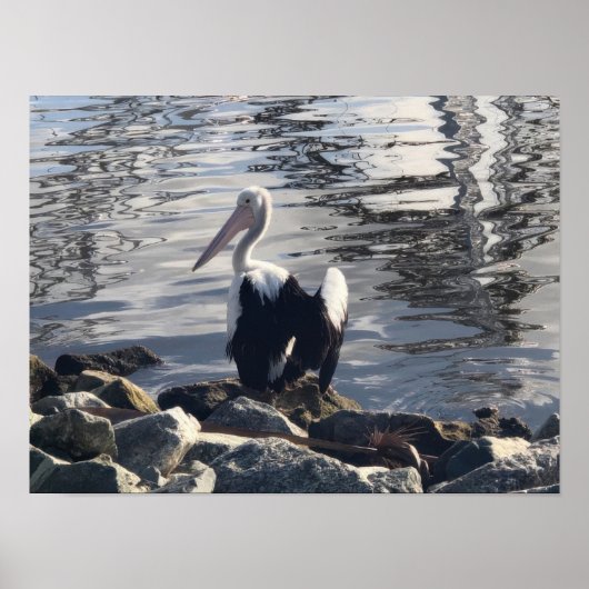 White Pelican Poster (Voorkant)