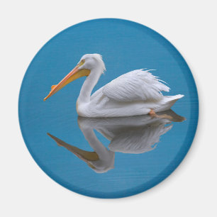 White Pelican Reflection Magnet