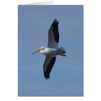 White Pelican vliegt