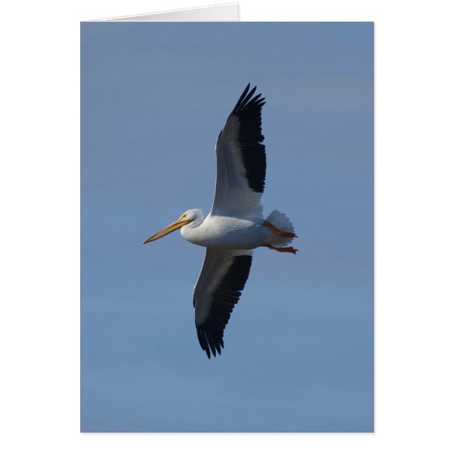 White Pelican vliegt (Voorkant)