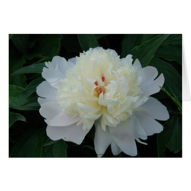 White Peony (Voorkant Horizontaal)