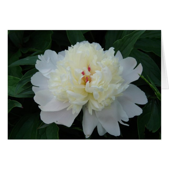 White Peony (Voorkant Horizontaal)