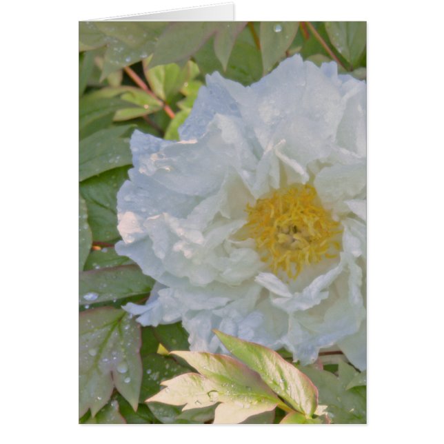 WHITE PEONY (Voorkant)