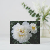 White Peony briefkaart (Staand voorkant)