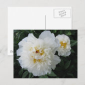 White Peony briefkaart (Voorkant / Achterkant)