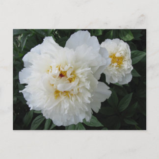 White Peony briefkaart