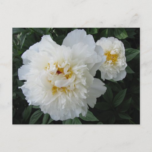 White Peony briefkaart (Voorkant)