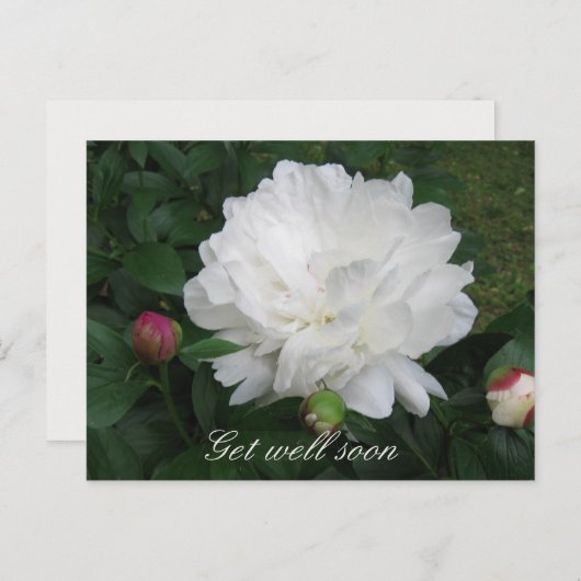White Peony Briefkaart (Voorkant / Achterkant)
