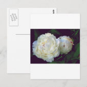 White Peony Briefkaart (Voorkant / Achterkant)