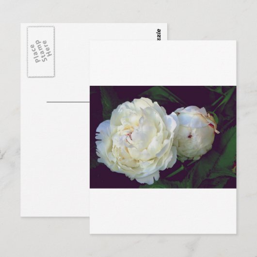 White Peony Briefkaart (Voorkant / Achterkant)