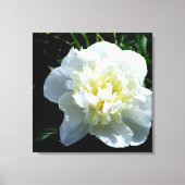 White Peony Canvas Afdruk (Voorkant)