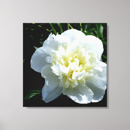 White Peony Canvas Afdruk