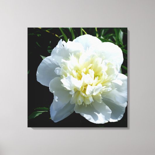 White Peony Canvas Afdruk (Voorkant)